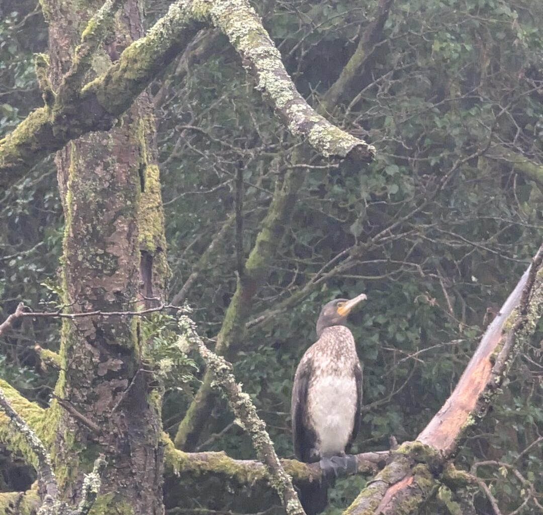 Anyone know what kinda bird this is? Seen a pair along Belfast Lagan towpath