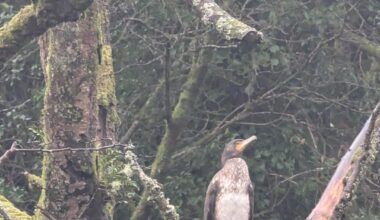 Anyone know what kinda bird this is? Seen a pair along Belfast Lagan towpath