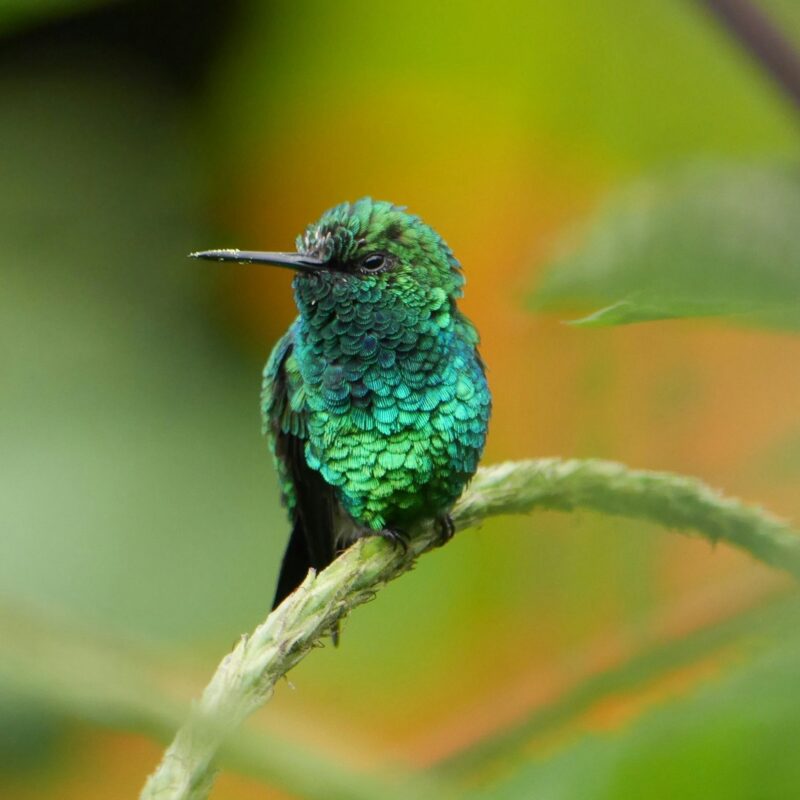 Green bird sitting on a green stem. It has a long beak and its eyes are closing.