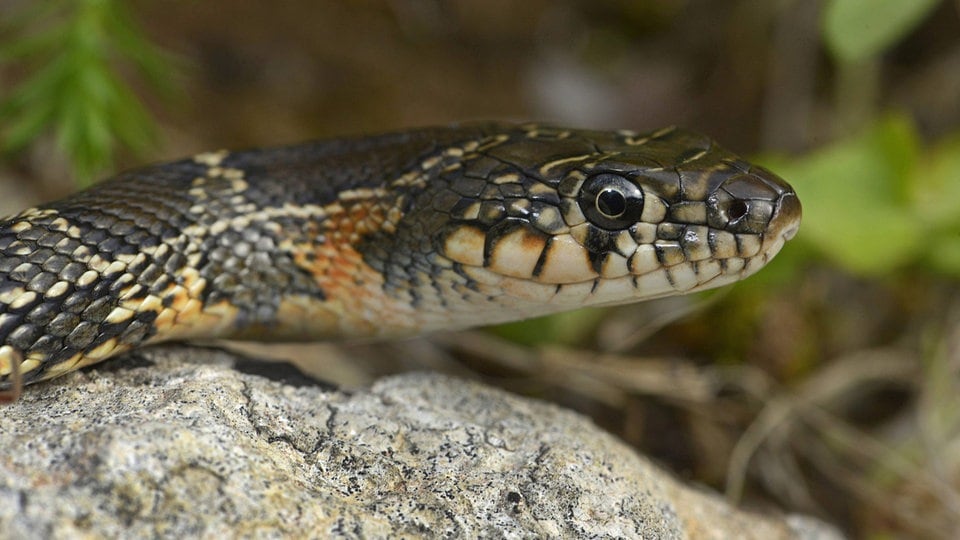 Invasive Arten: Schlangen und andere Exoten reisen mit Zierpflanzen nach Europa
