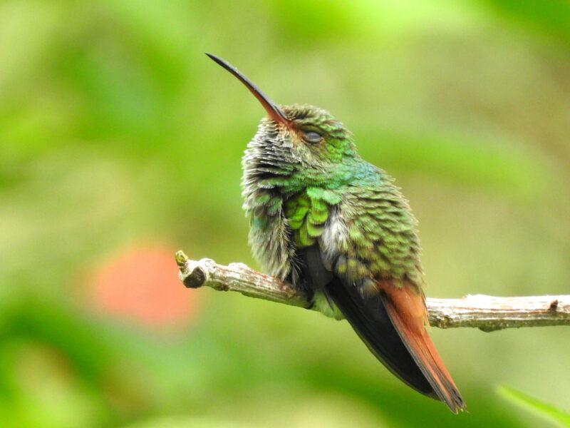 Little bird with short green feathers for its body. It has longer feathers for the tail. These feathers look black and orange. It has a long beak and its eyes are closed.