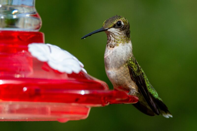 Green, black and white bird sitting on a red feeder.