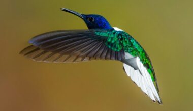 Hummingbirds: Tiny bird with its wings open. It has green, white and black feathers for the body and wings, and blue feathers for the head.