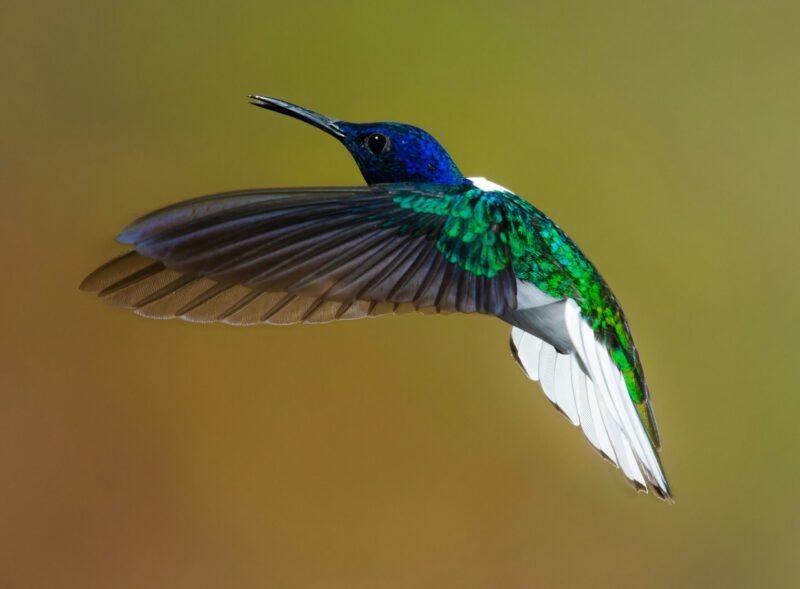 Hummingbirds: Tiny bird with its wings open. It has green, white and black feathers for the body and wings, and blue feathers for the head.
