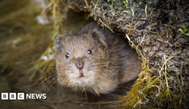 Wales 'lacks plan' to tackle scale of nature loss