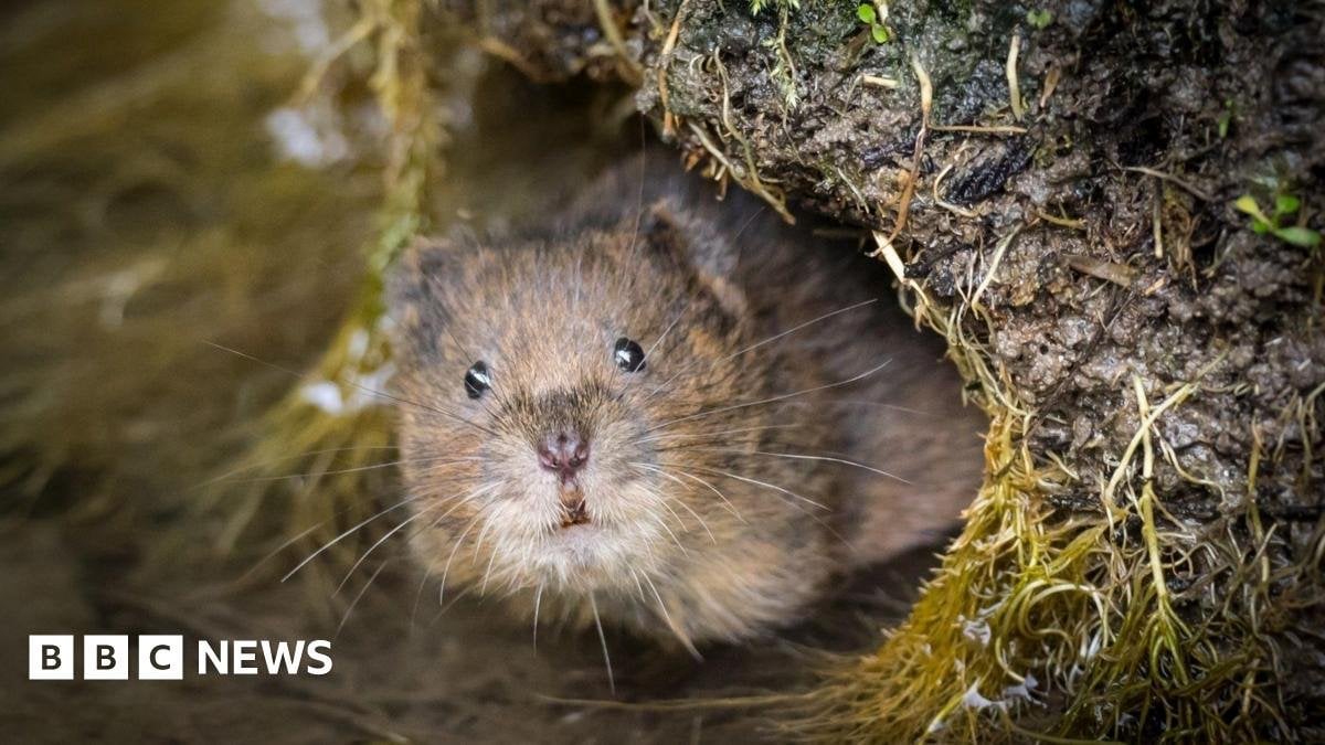 Wales 'lacks plan' to tackle scale of nature loss