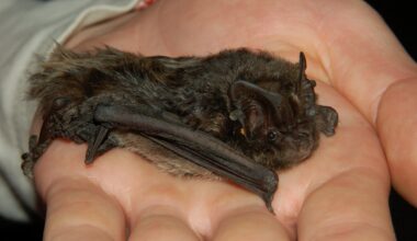 Batty events on offer at end of January in Latvia / Article