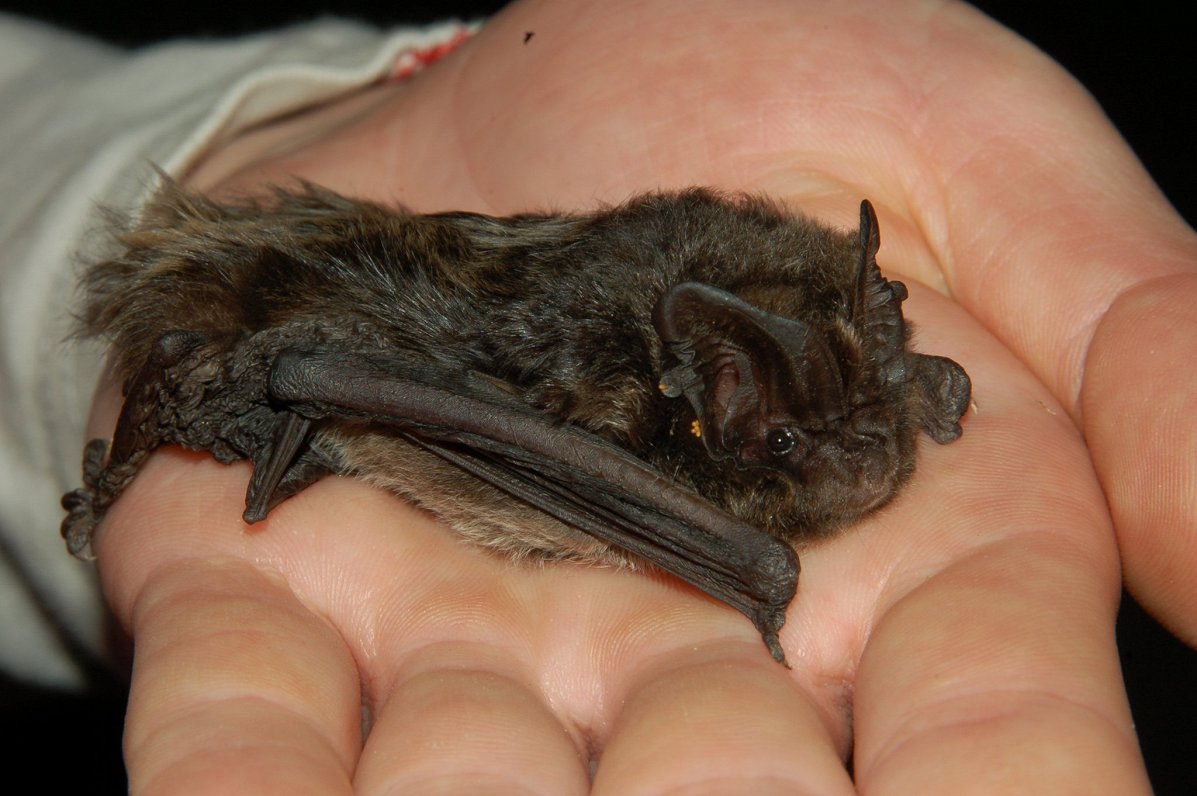 Batty events on offer at end of January in Latvia / Article