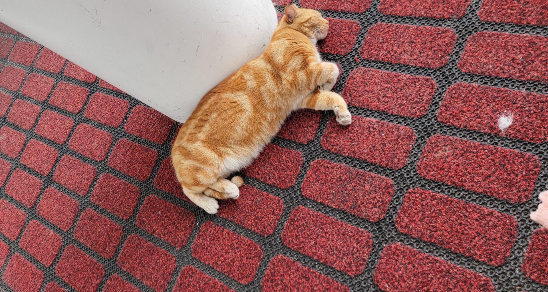Meet Jasper, he hangs out at the front doors of the royal children's hospital, and sneaks into the main entrance because staff use treats to coax him out.