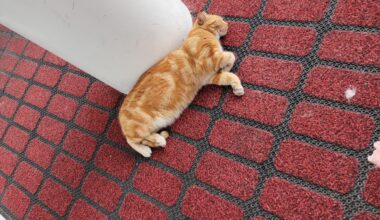 Meet Jasper, he hangs out at the front doors of the royal children's hospital, and sneaks into the main entrance because staff use treats to coax him out.