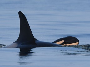 J35, or Tahlequah, is shown in 2020 with her third calf, known as J57. J57, a boy, is still alive.