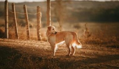 Dog Colours in Victoria, BC for 2024