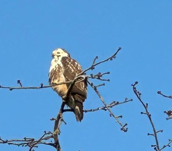 Unbekannter Vogel (Königsbussard?)  seit Monaten zu sehen