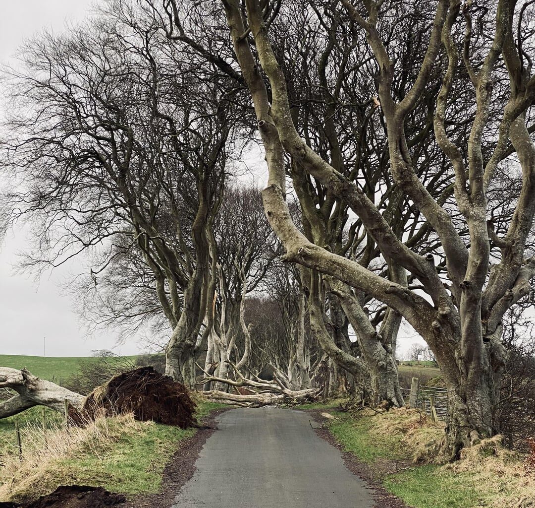 Dark Hedges post-storm