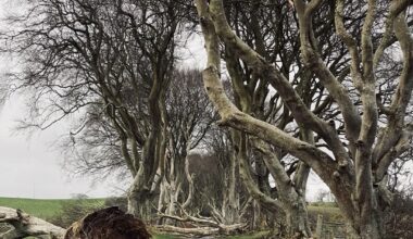 Dark Hedges post-storm