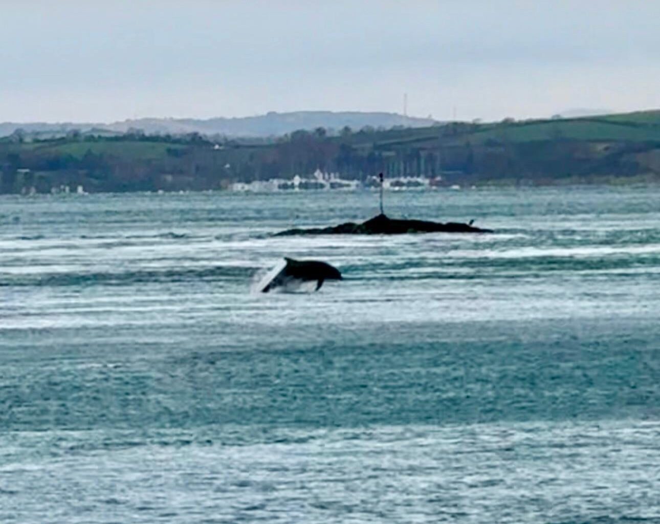 Dolphins in Strangford Lough