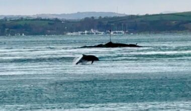Dolphins in Strangford Lough