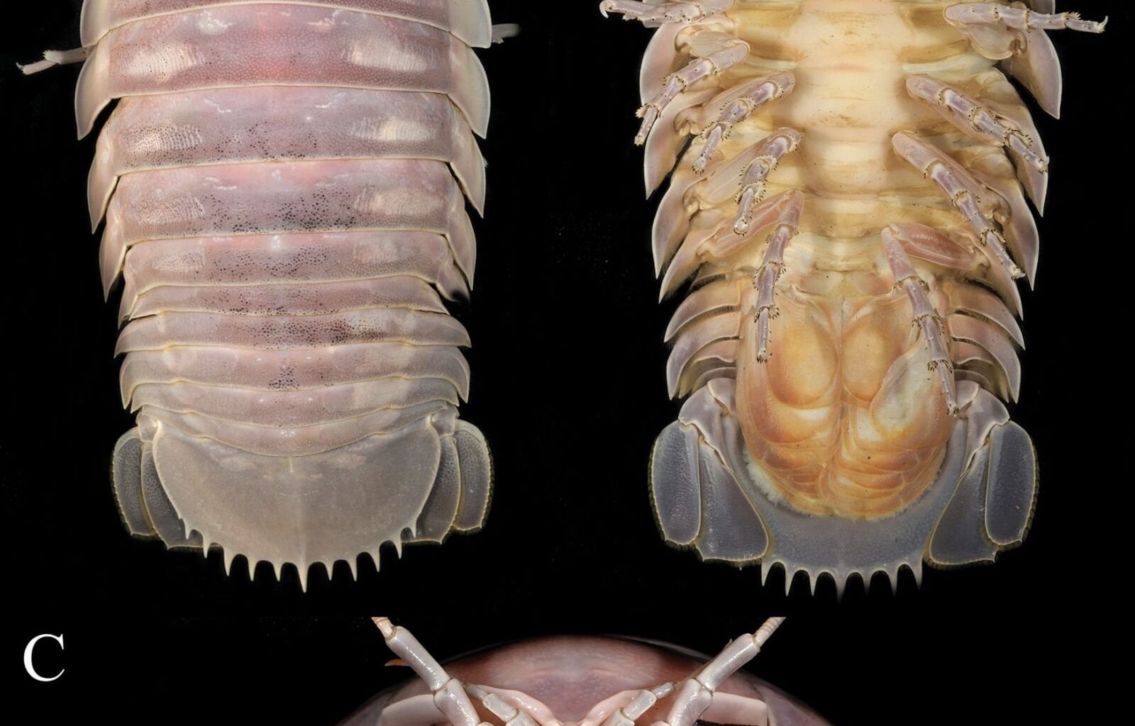 Une nouvelle espèce de crustacé géant découverte.... sur un marché vietnamien 🦞