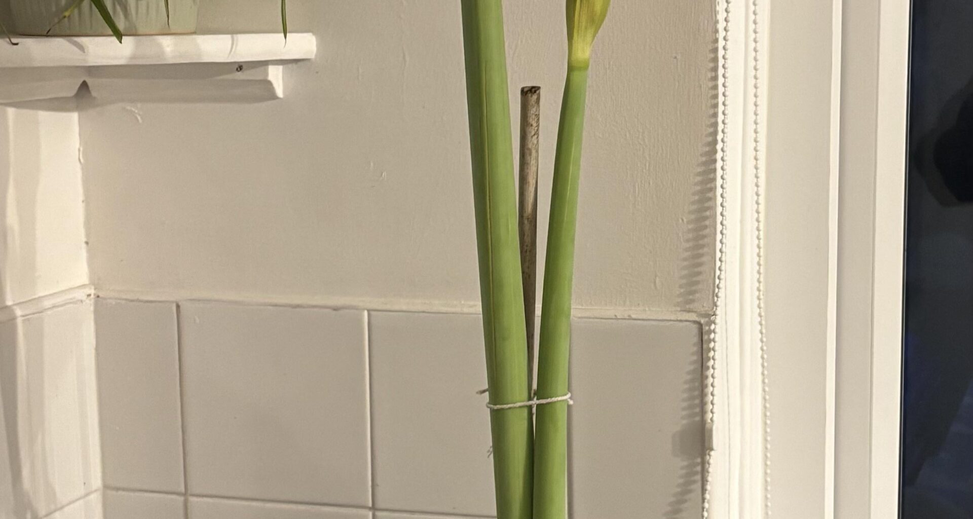 Flexing my XL Amaryllis