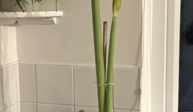 Flexing my XL Amaryllis