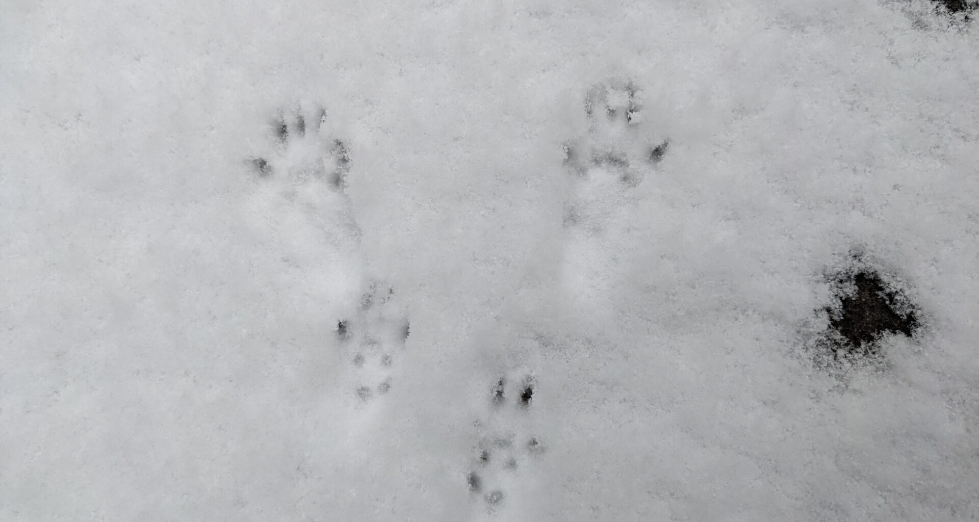 Eichhörnchenspuren im Schnee