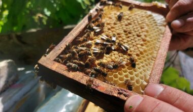 Real honey sales figures in Latvia not sweet at all / Article