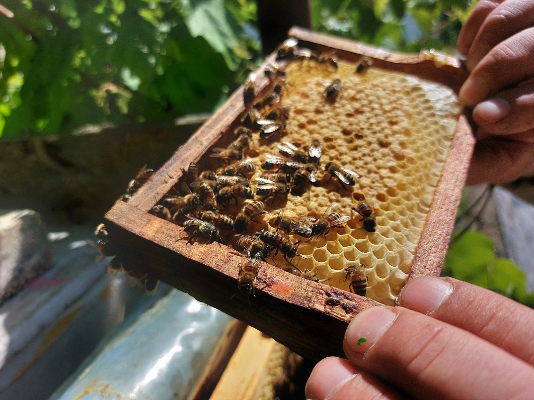 Real honey sales figures in Latvia not sweet at all / Article