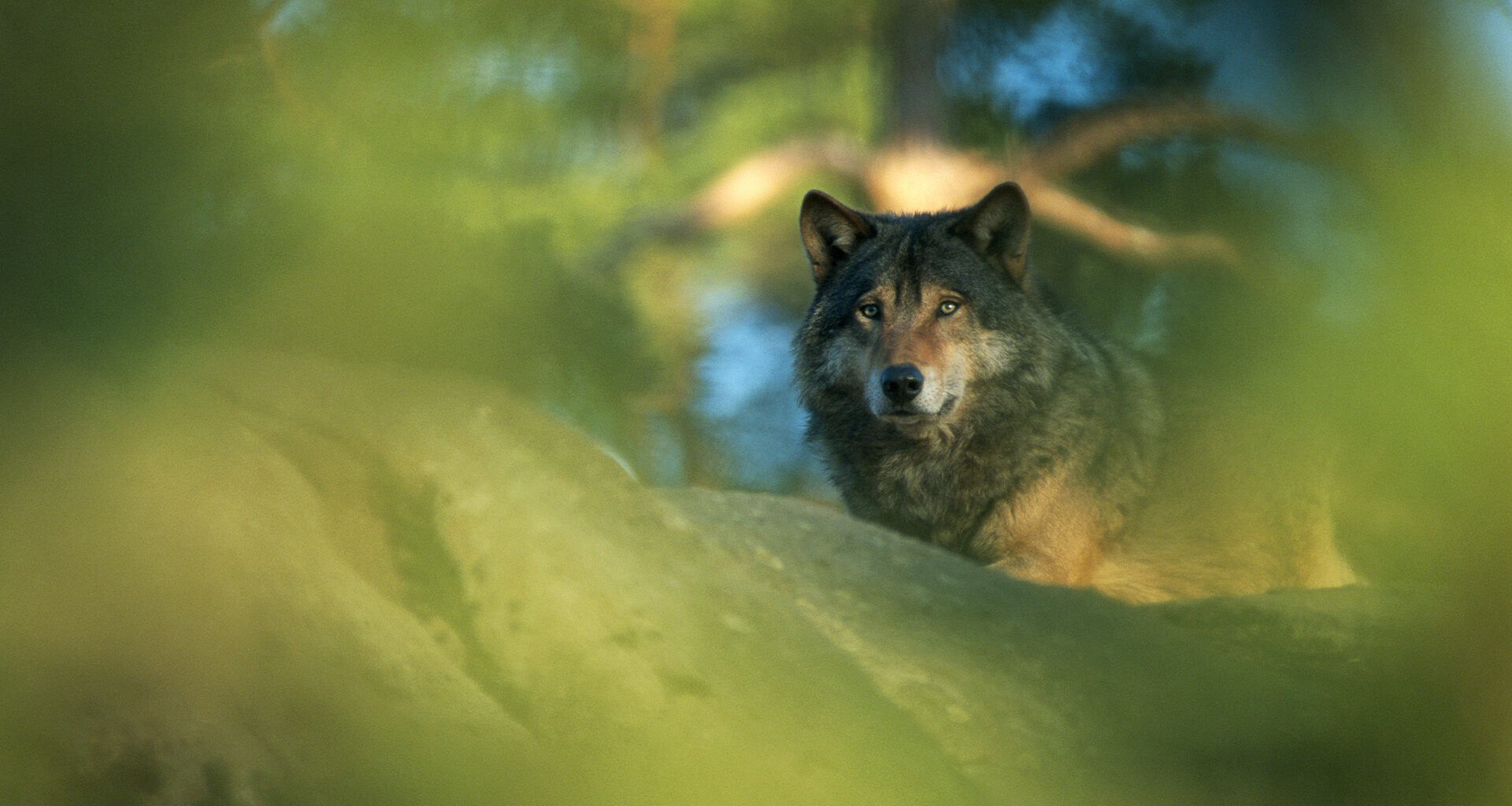 Sweden is looking at how to manage its once-endangered wolf population, as experts celebrate the growth and the government wants it halved.