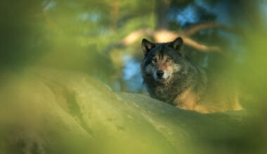 Sweden is looking at how to manage its once-endangered wolf population, as experts celebrate the growth and the government wants it halved.