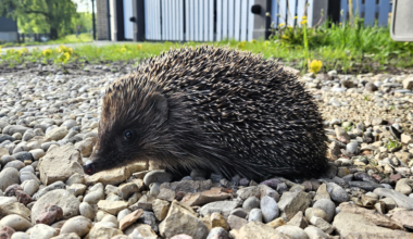 Title of Latvian animal of the year hedge-hogged / Article