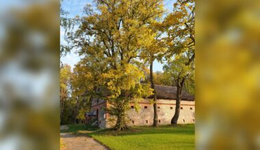 Elm is Latvia's Tree of the Year 2025 / Article