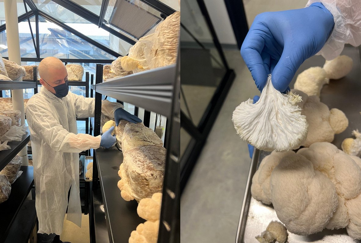 Sēņu audzētava - izpētes laboratorija