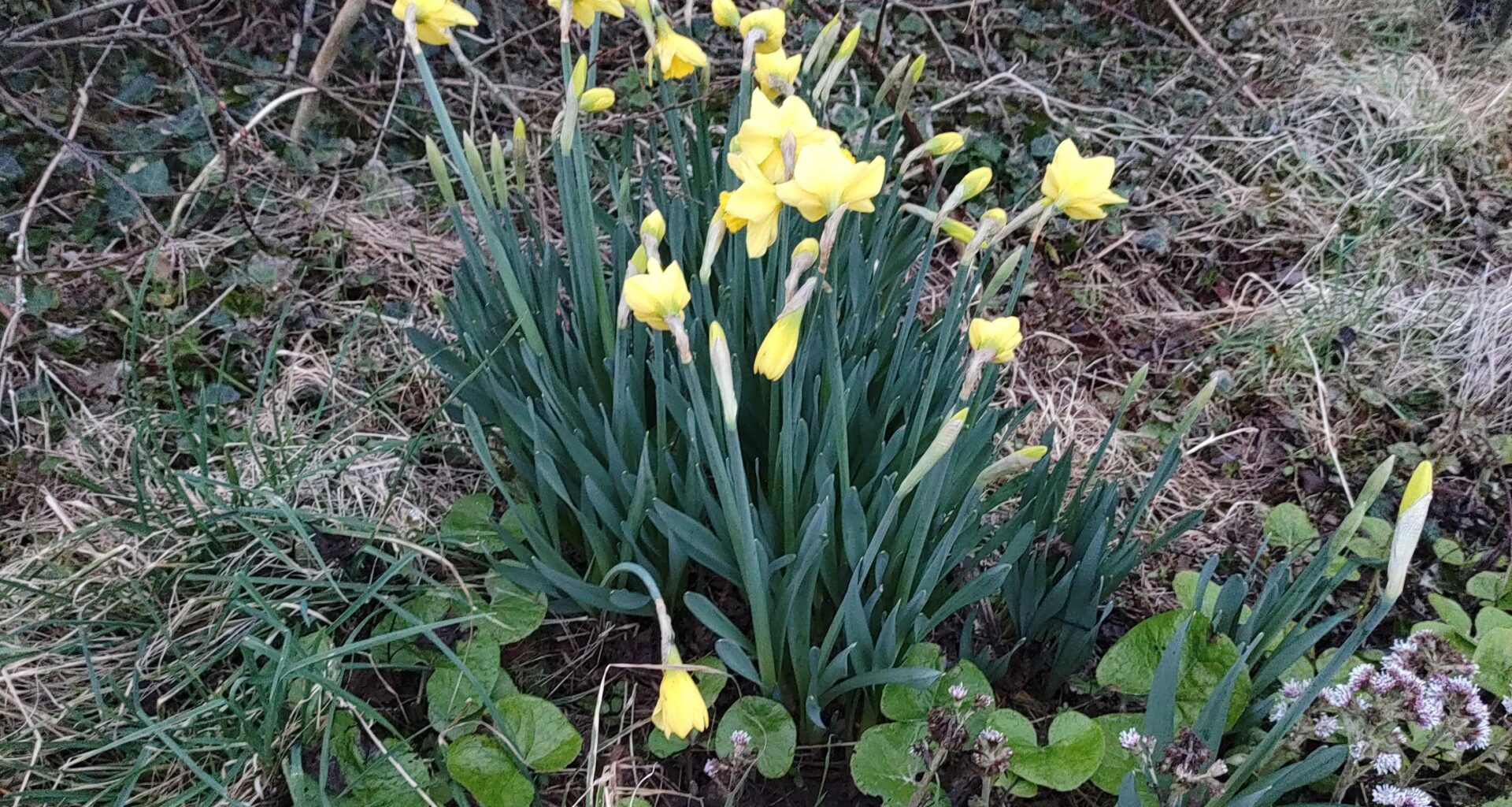 First patch of the season
