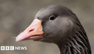 County Tyrone: Bird flu detected in wild goose