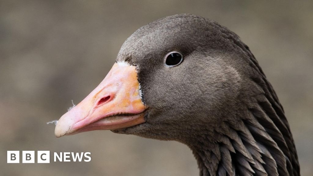 County Tyrone: Bird flu detected in wild goose