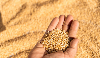 India may face warmer Feb, wheat crops are at risk, warn experts