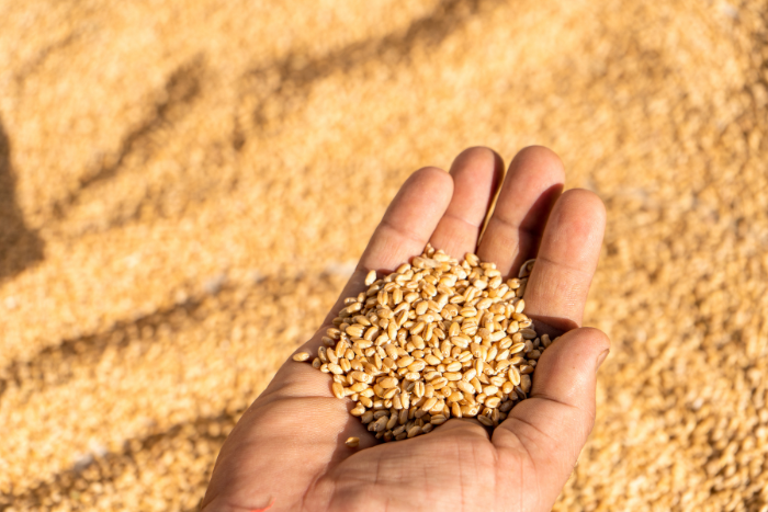India may face warmer Feb, wheat crops are at risk, warn experts