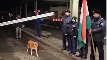 Stray dog cross border Romania Bulgaria Schengen - Stray dog first to cross border as Romania and Bulgaria join Schengen Zone video goes viral