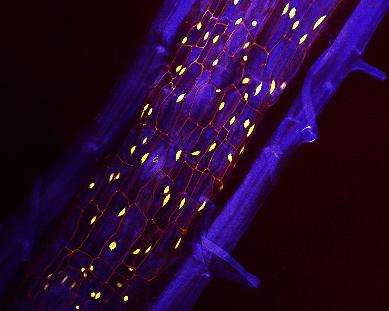Section of a plant root showcasing the periderm and its carbon-capturing phellem cells. Credit: Salk Institute