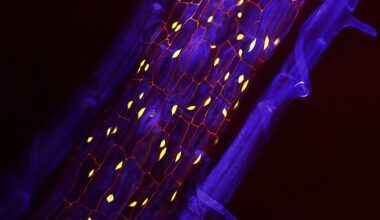 Section of a plant root showcasing the periderm and its carbon-capturing phellem cells. Credit: Salk Institute