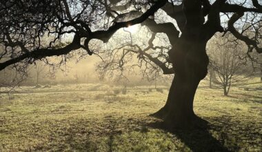Singleton Park this morning
