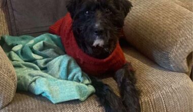 [Missing Dog] Marv, Black terrier. Last seen in fields behind Castlehill Farm, off Church Road