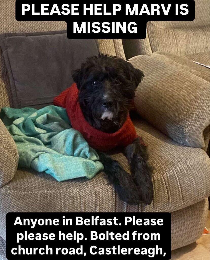 [Missing Dog] Marv, Black terrier. Last seen in fields behind Castlehill Farm, off Church Road