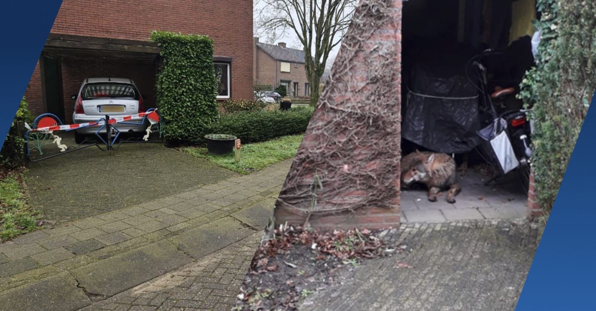 Bewoner Hengelo vindt wolf in schuurtje, midden in woonwijk
