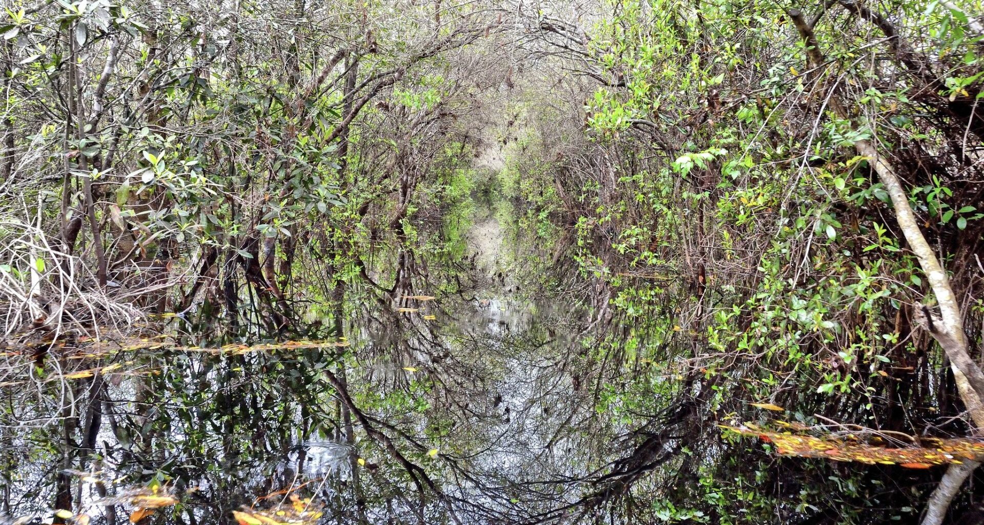 ‘Holy cow!’ Mangroves discovered in Georgia, farther north than ever before » Yale Climate Connections