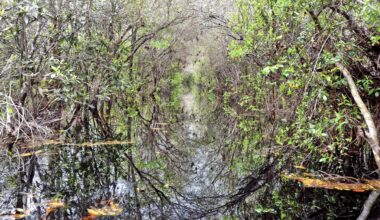 ‘Holy cow!’ Mangroves discovered in Georgia, farther north than ever before » Yale Climate Connections