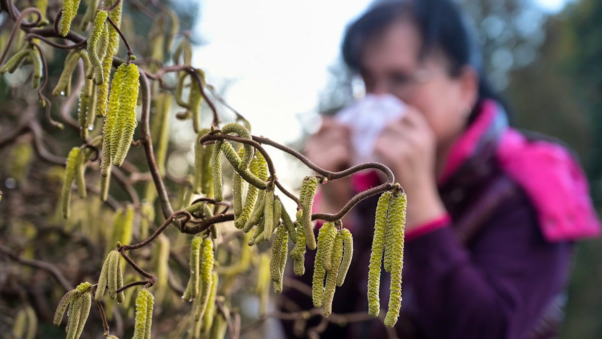 Luxembourg: Les pollens d'arbres font déjà des misères aux allergiques