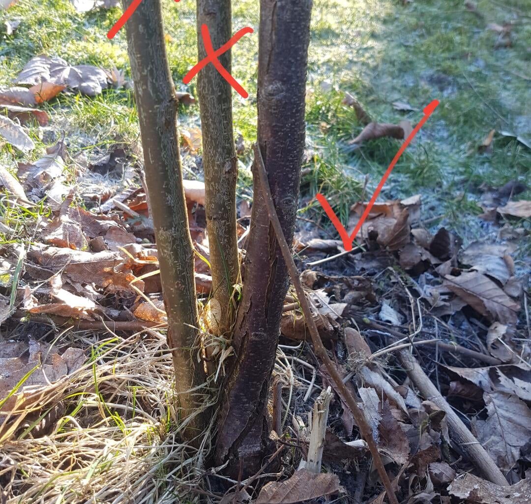 Aprikosenbaum schneiden