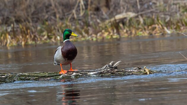 Polska i Świat - Wydanie z 11.02.2025