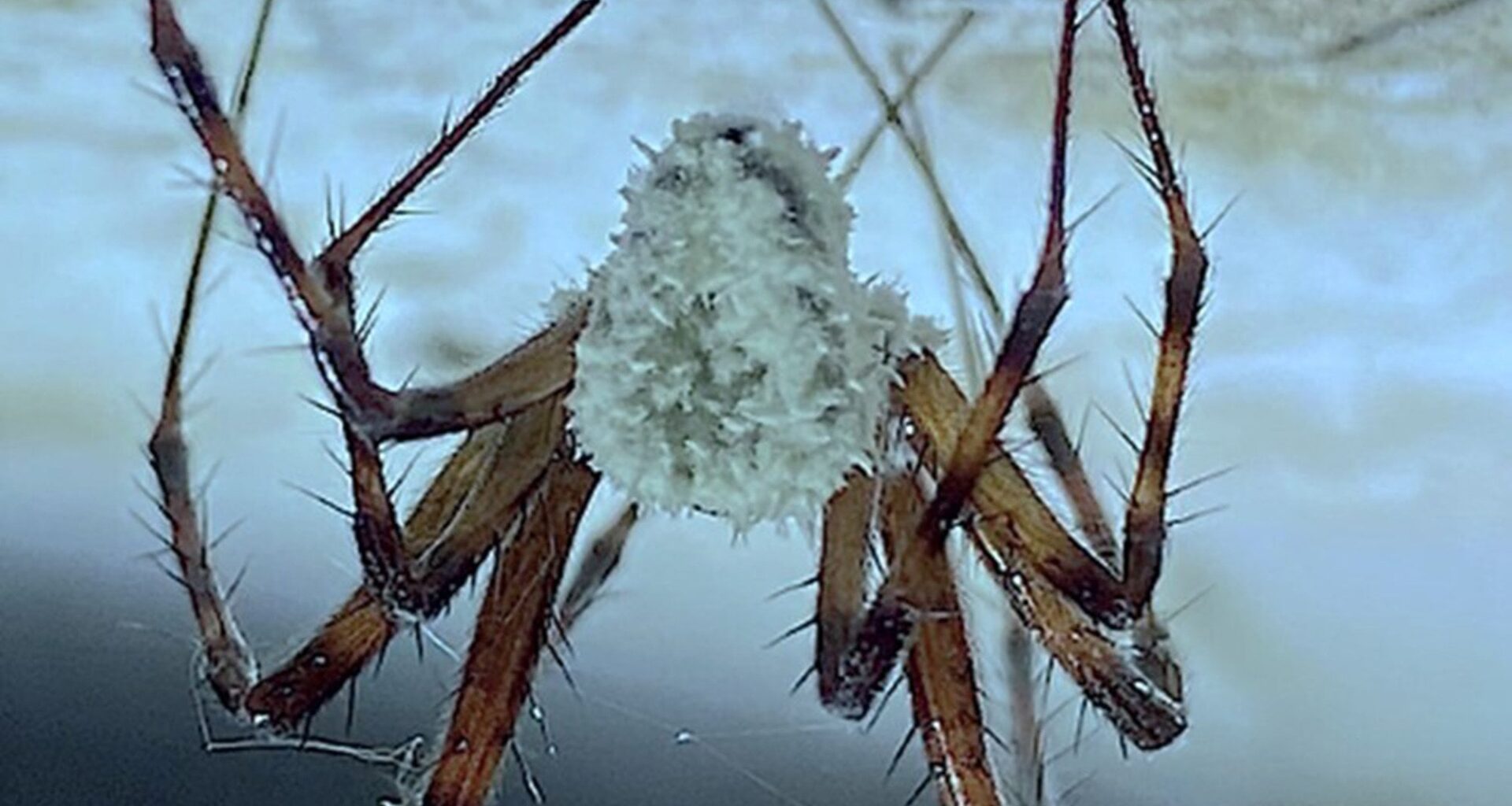 Fungus-infected zombie spiders discovered in Northern Ireland